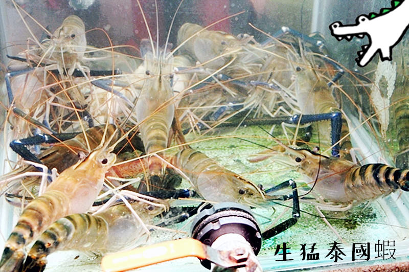 生猛泰國蝦