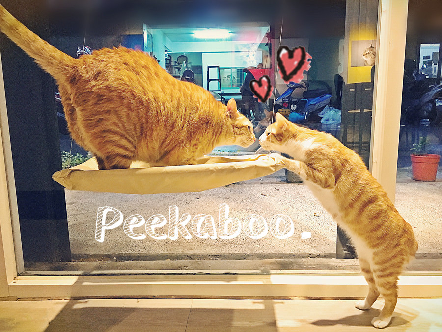 貓嘰咕 Peekaboo