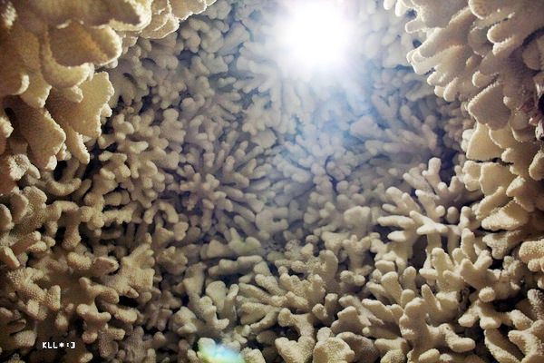 新北三芝景點 | 富福頂山寺 貝殼廟 上百種珊瑚與六萬多種貝殼堆砌的海底美景 北海岸十八羅漢洞這兒更驚艷