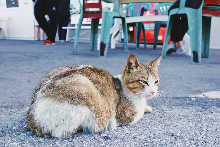 日本沖繩美食 テルちゃん 奧武島好便宜天婦羅 均一價60円 連貓咪島的貓咪都愛吃