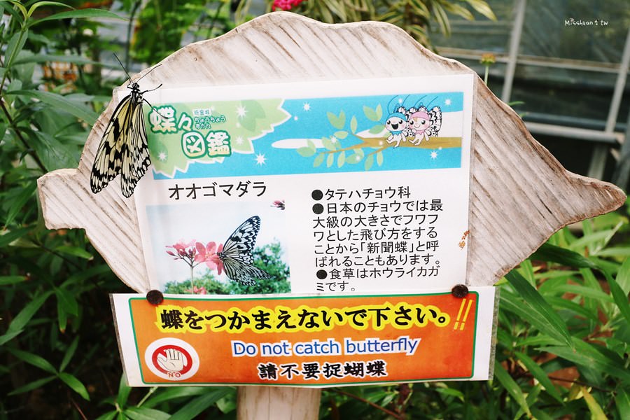 沖繩本部町景點 琉宮城 蝶々園 零距離與數量爆多的蝴蝶在花園共舞 美麗海水族館旁 密集恐懼症的朋友請注意 xDDD