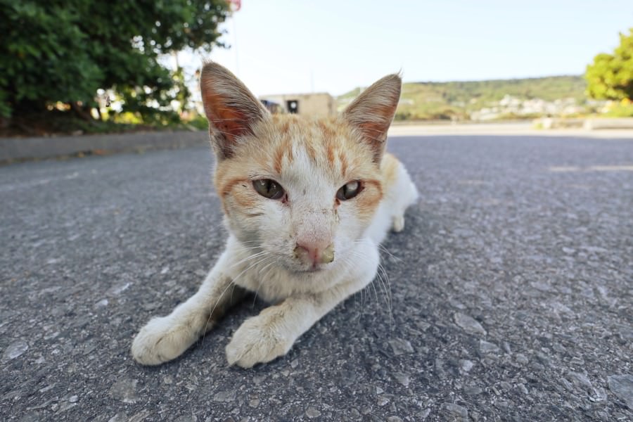 沖繩南城市景點 奧武島 貓咪島 貓奴的天堂 被貓包圍好幸福  無敵海景 天婦羅 漁港 渡假的感覺好放鬆