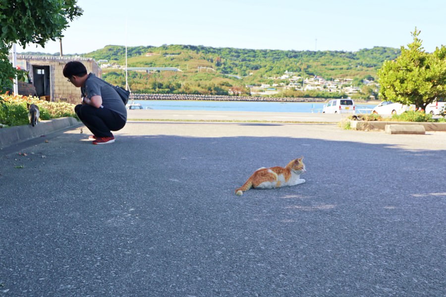 沖繩南城市景點 奧武島 貓咪島 貓奴的天堂 被貓包圍好幸福  無敵海景 天婦羅 漁港 渡假的感覺好放鬆