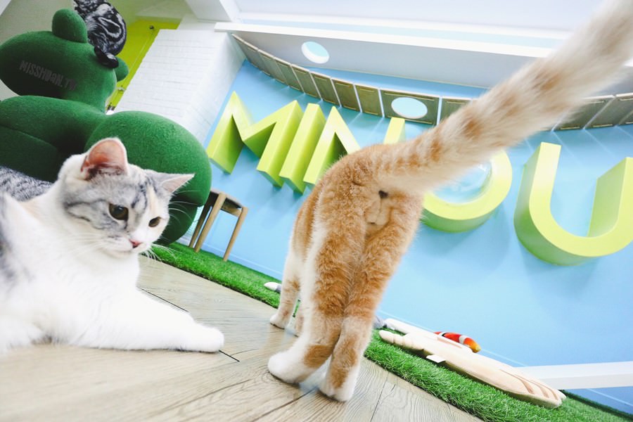 台中西區美食【咪奴咖啡】Minou Cafè．超可愛貓咪咖啡廳．友善寵物&#038;親子．也可以帶自己的毛小孩來玩喔！3D立體貓咪拉花超猛！