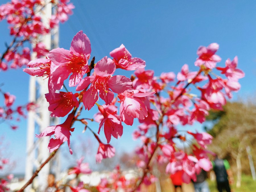苗栗銅鑼景點【炮杖花步道】一次賞兩種花！超美櫻花隧道！雙層夢幻橘色瀑布與粉紅色花朵包圍！