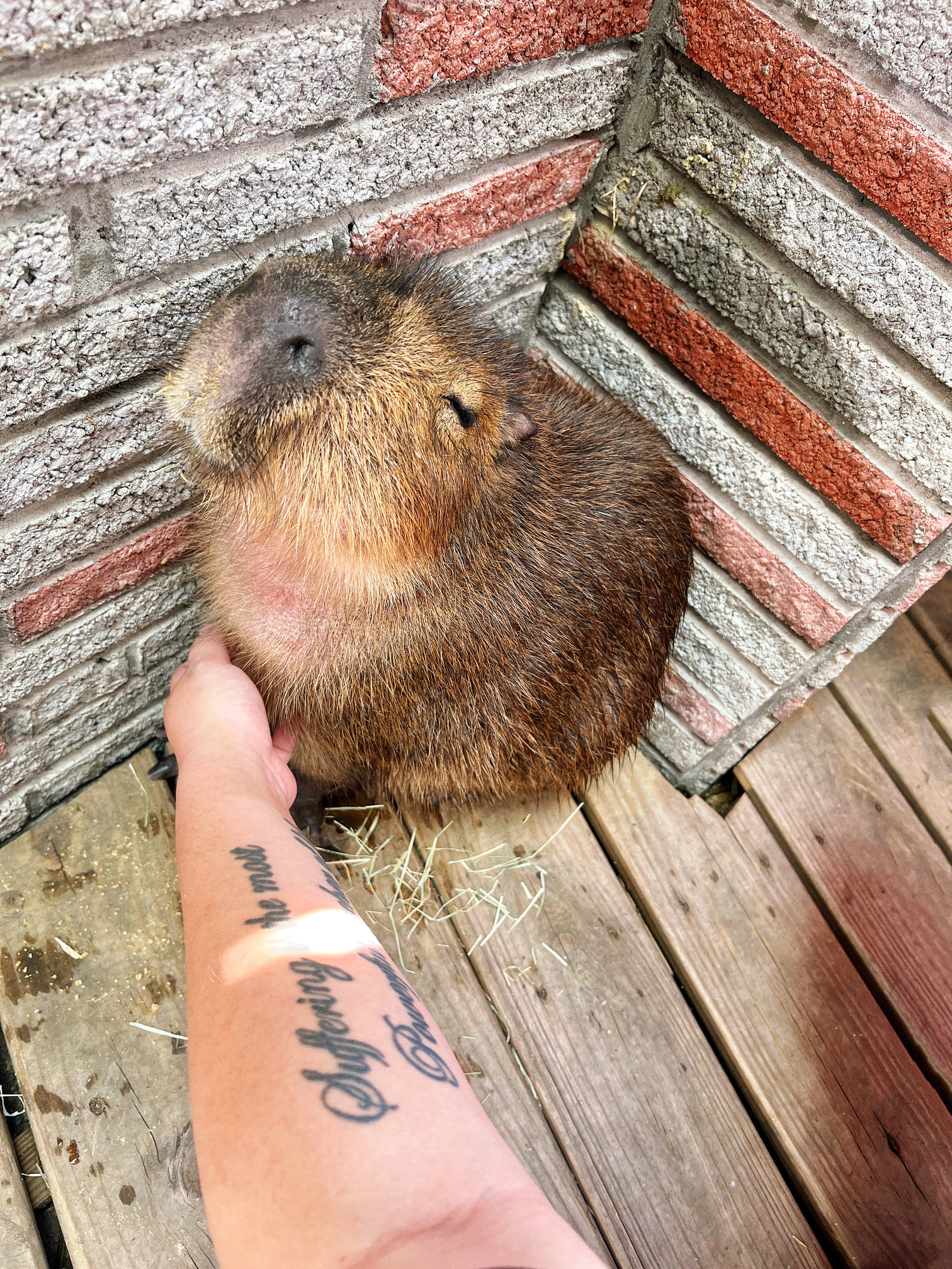 台中西屯美髮推薦【VS Hair Salon】猶如身在動物園般的夢幻髮廊享受！同時被超可愛的水豚/巨型貴賓犬/貓咪們給三重包圍又能變美根本超幸福！寵物友善髮廊！