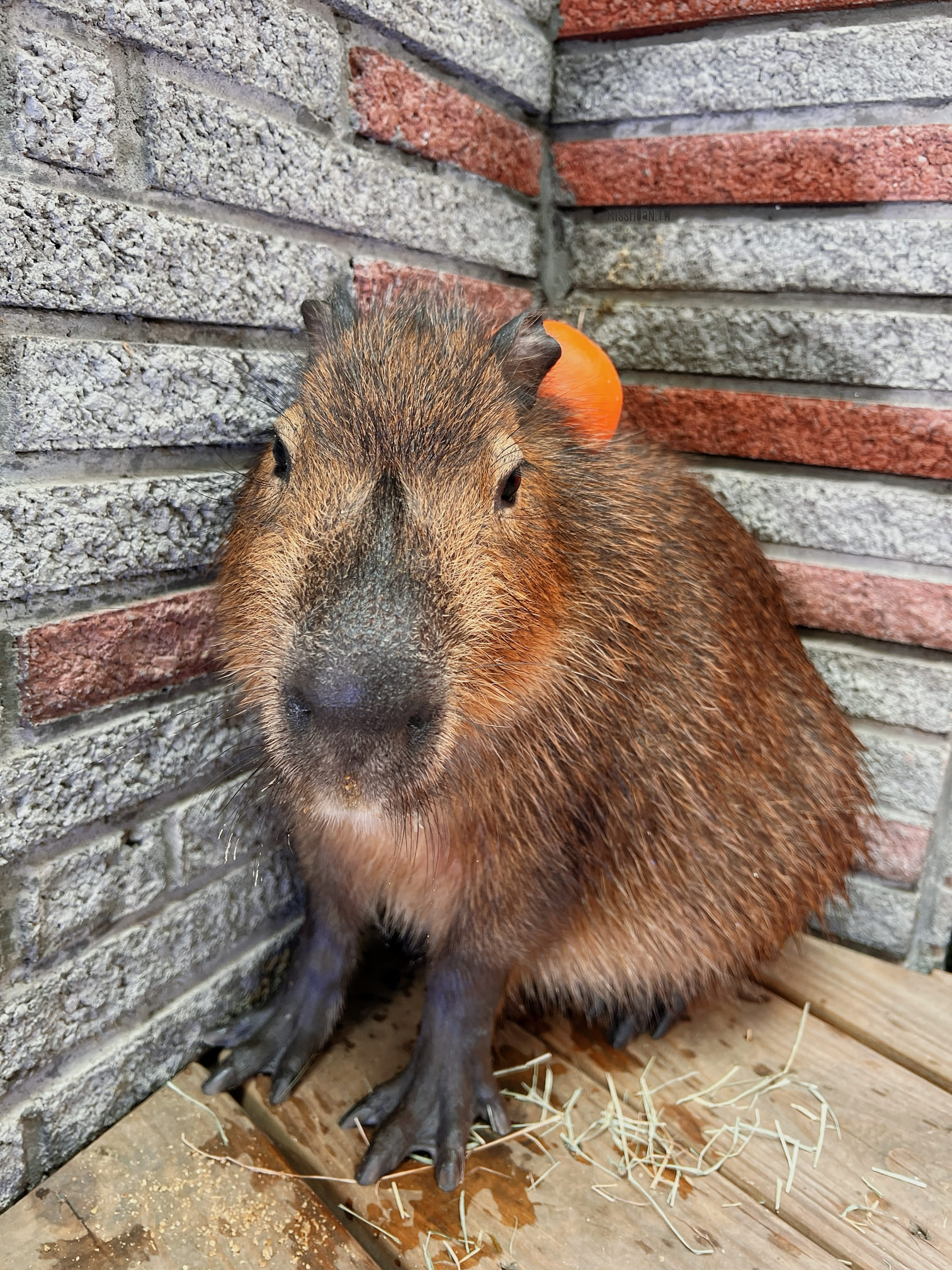 台中西屯美髮推薦【VS Hair Salon】猶如身在動物園般的夢幻髮廊享受！同時被超可愛的水豚/巨型貴賓犬/貓咪們給三重包圍又能變美根本超幸福！寵物友善髮廊！