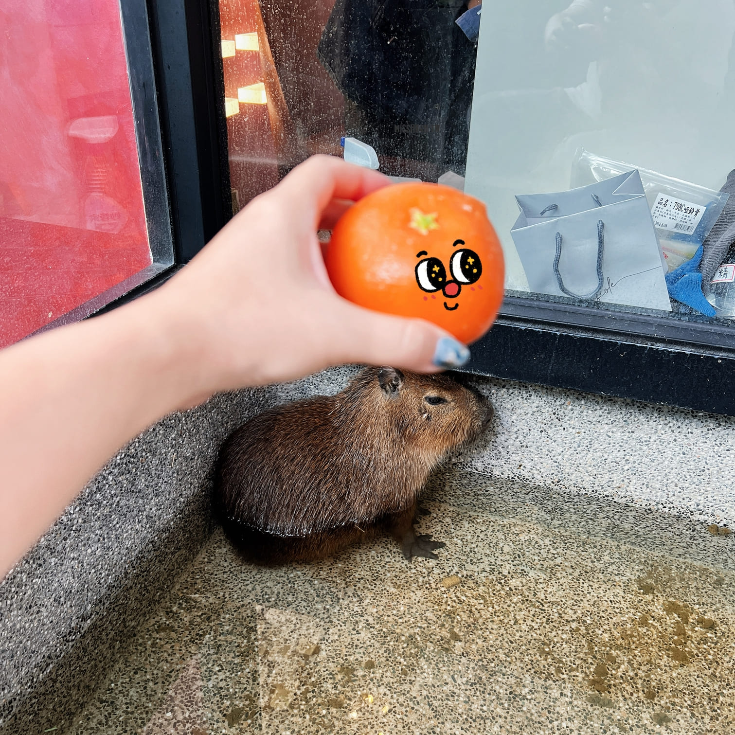 台中西屯美髮推薦【VS Hair Salon】猶如身在動物園般的夢幻髮廊享受！同時被超可愛的水豚/巨型貴賓犬/貓咪們給三重包圍又能變美根本超幸福！寵物友善髮廊！