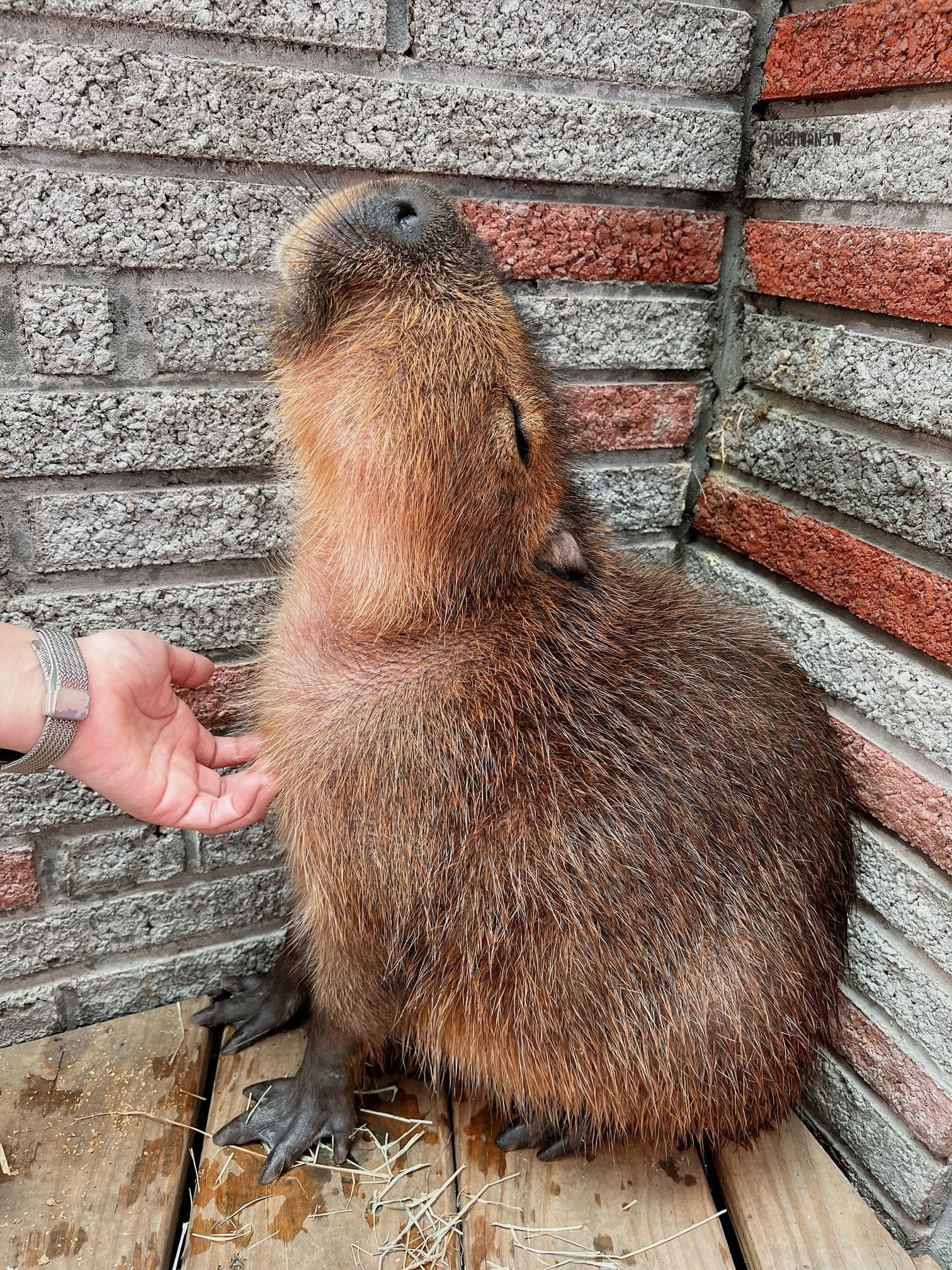 台中西屯美髮推薦【VS Hair Salon】猶如身在動物園般的夢幻髮廊享受！同時被超可愛的水豚/巨型貴賓犬/貓咪們給三重包圍又能變美根本超幸福！寵物友善髮廊！