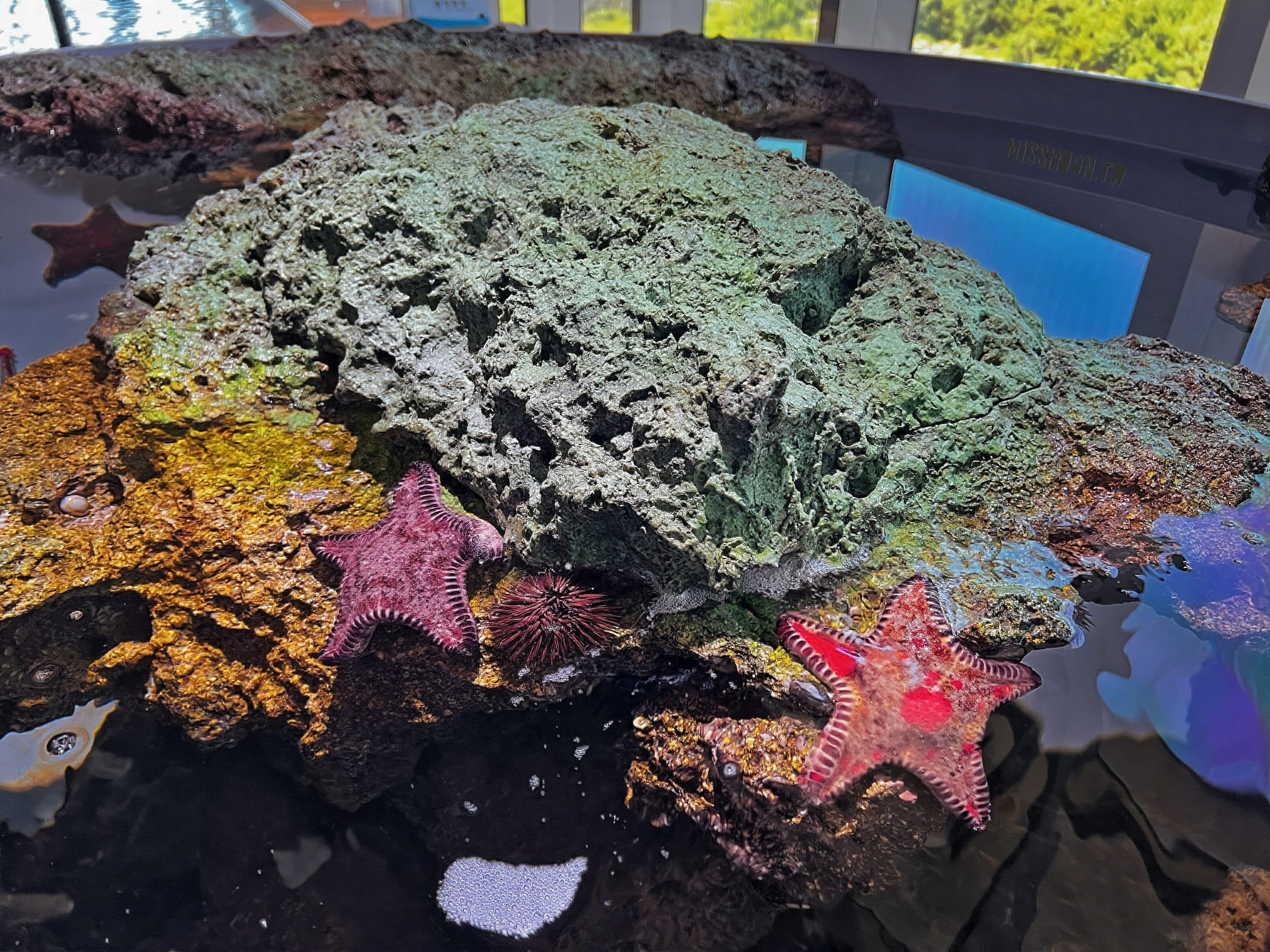 台中清水景點【台中海洋館】2025新景點開幕啦！試營運票價打八折！親子族群最愛室內玩水泥灘區！五層吹冷氣樓悠哉逛！