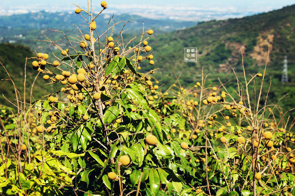 西拉雅農特產體驗之旅 ♥ 十萬咖啡 ♥ 李子園社區