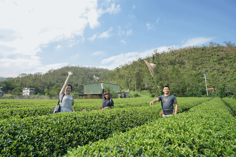 宜蘭冬山景點 正福茶園 採茶體驗 台灣在地生產 生態永續經營茶園 通過有機及履歷嚴格檢驗