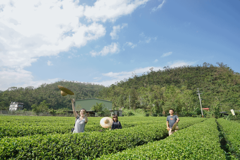 宜蘭冬山景點 正福茶園 採茶體驗 台灣在地生產 生態永續經營茶園 通過有機及履歷嚴格檢驗