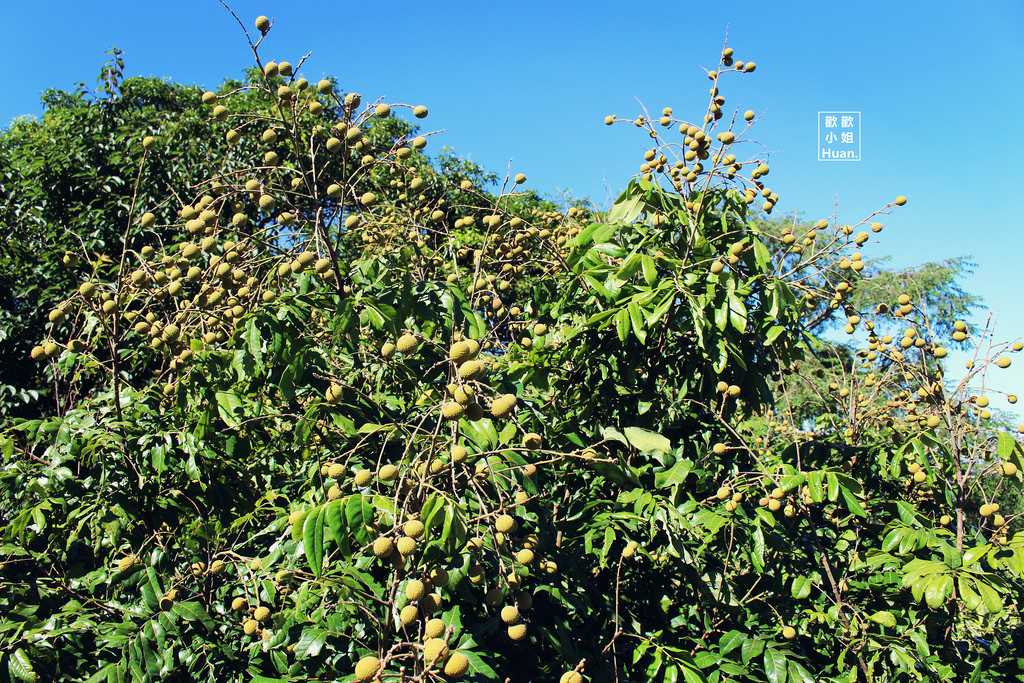 西拉雅農特產體驗之旅 ♥ 十萬咖啡 ♥ 李子園社區